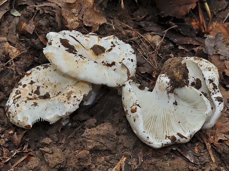 Russula delica