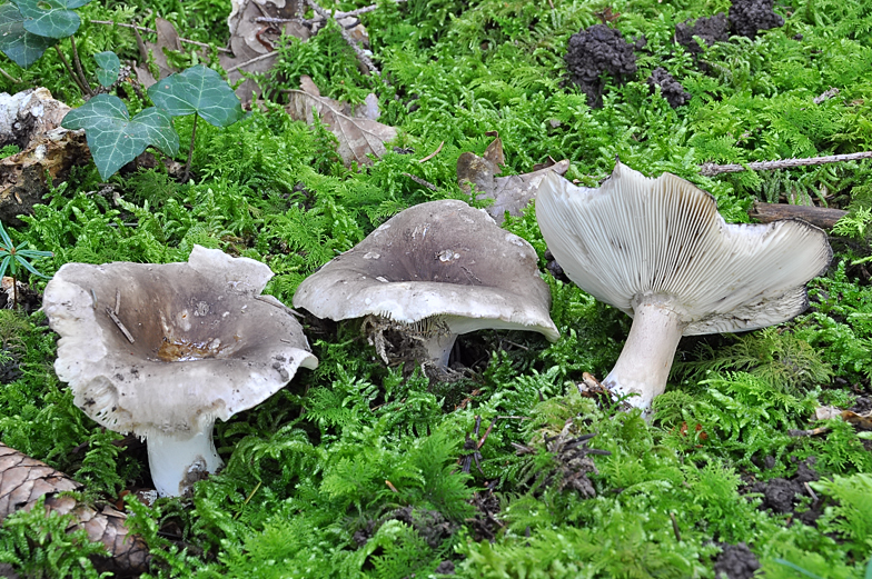 Russula densifolia