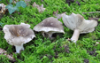 Russula densifolia