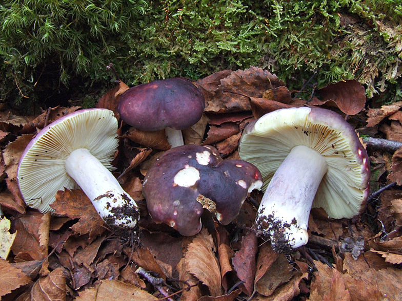 Russula drimeia