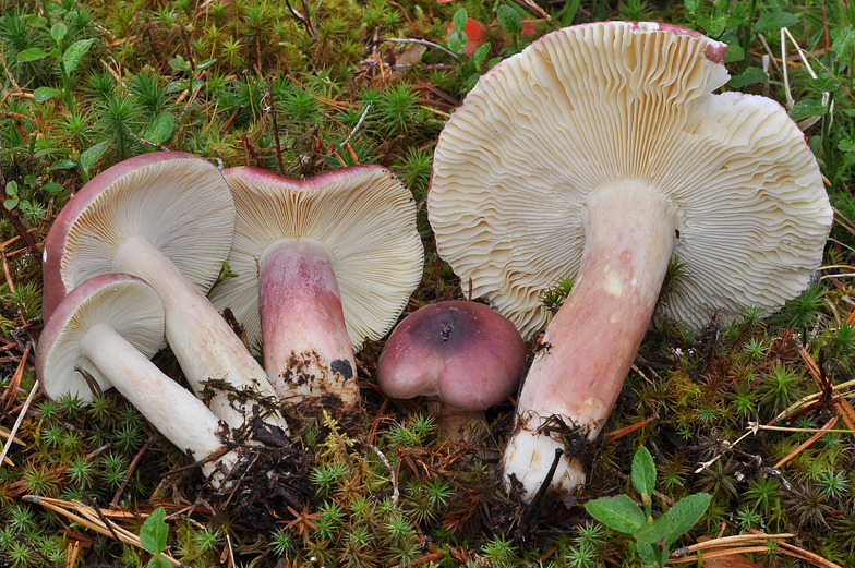 Russula drimeia