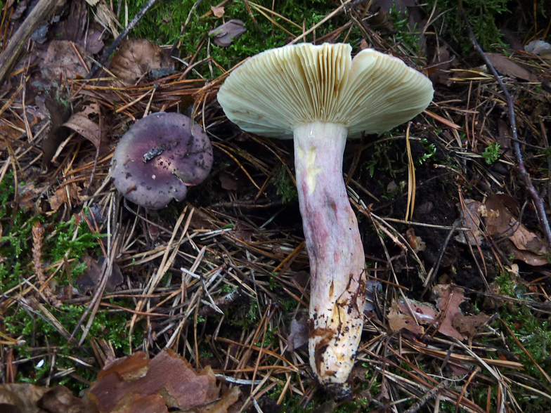 Russula drimeia