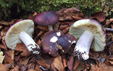 Russula drimeia