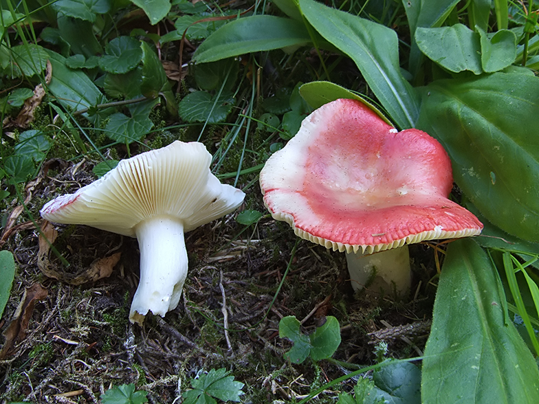 Russula emetica var. gregaria