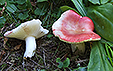 Russula emetica var. gregaria