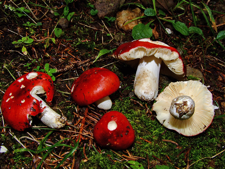 Russula erythrocephala