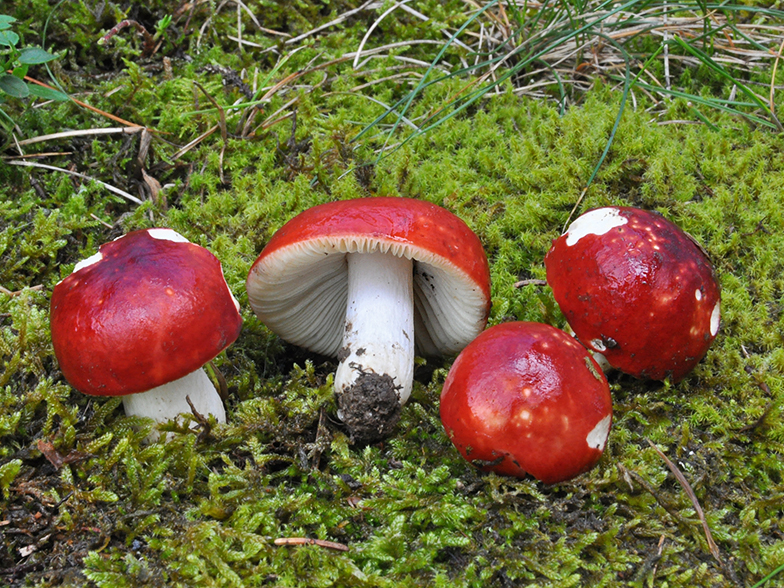 Russula erythrocephala