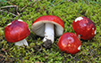 Russula erythrocephala