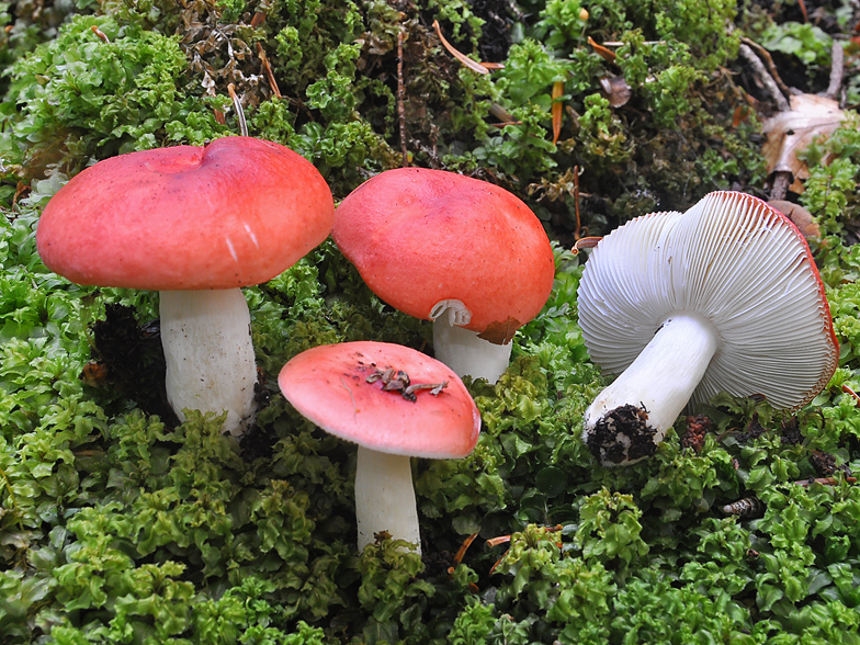 Russula fageticola