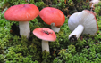 Russula fageticola