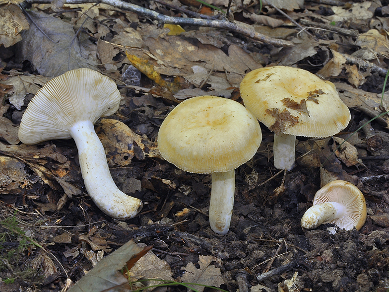 Russula farinipes