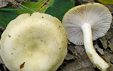 Russula farinipes