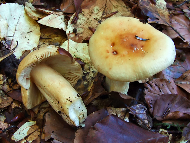 Russula fellea