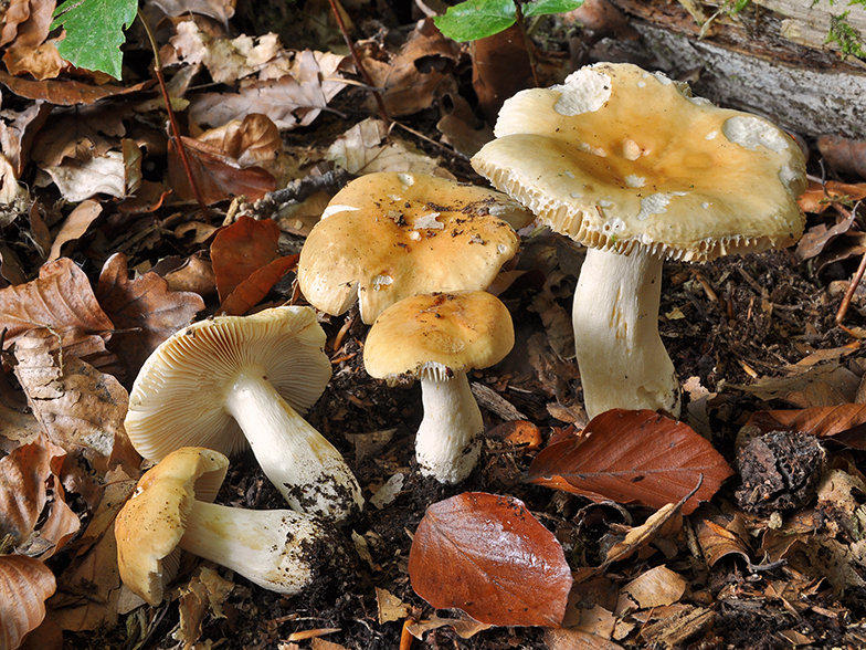 Russula fellea