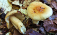 Russula fellea