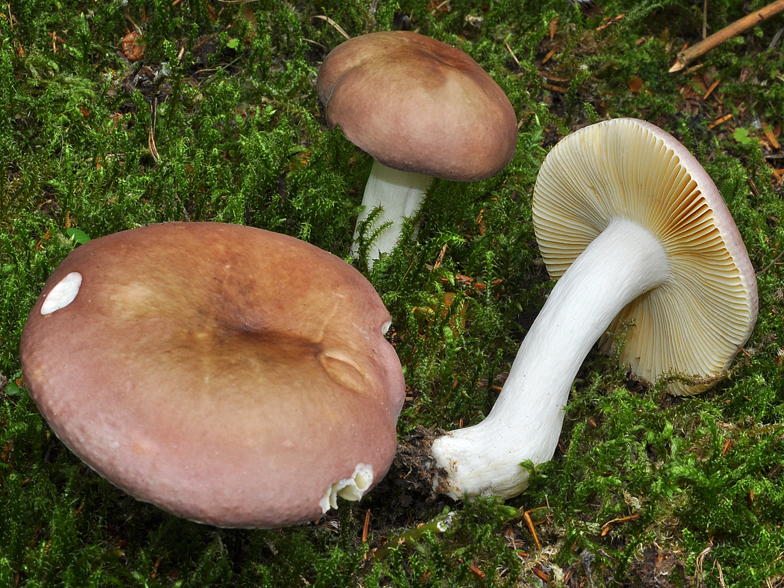 Russula firmula