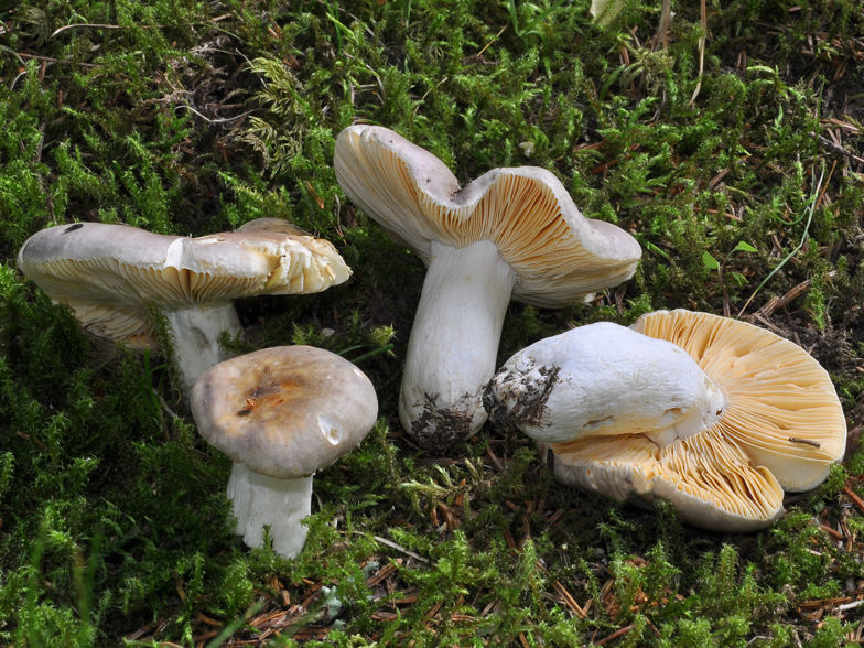 Russula firmula