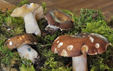 Russula firmula