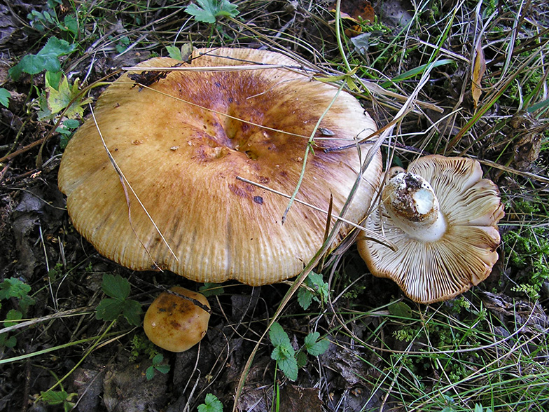 Russula foetens