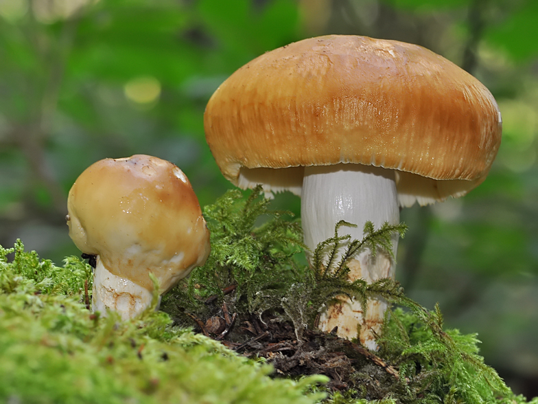 Russula foetens