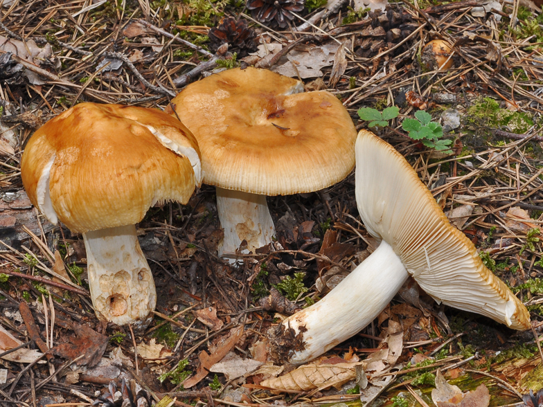 Russula foetens