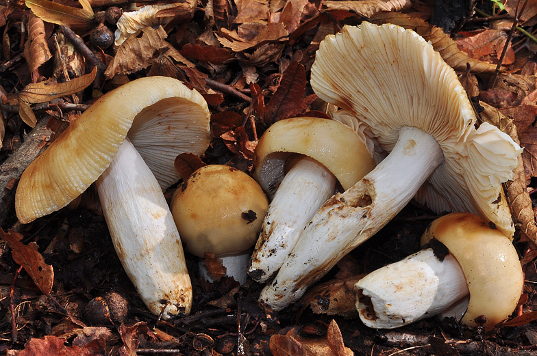 Russula foetens