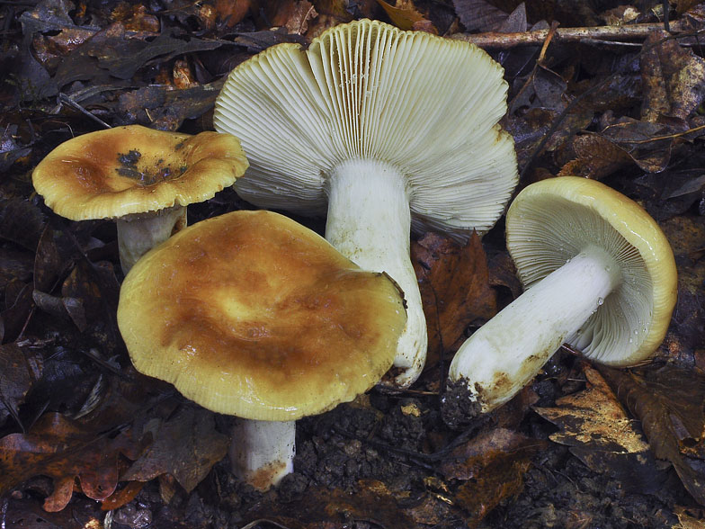 Russula foetens