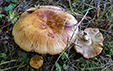 Russula foetens