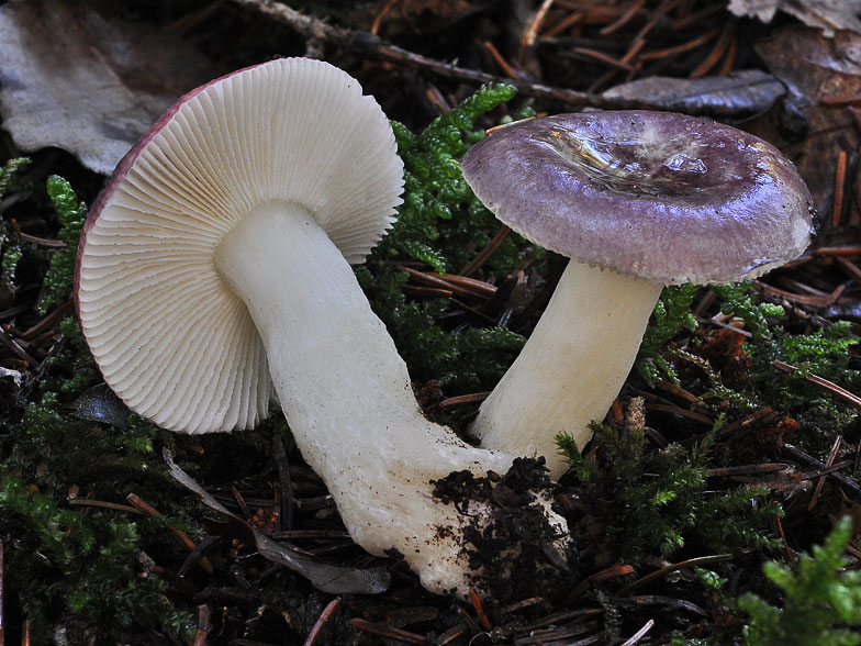 Russula fragilis