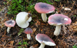 Russula fragilis