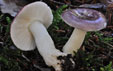 Russula fragilis type