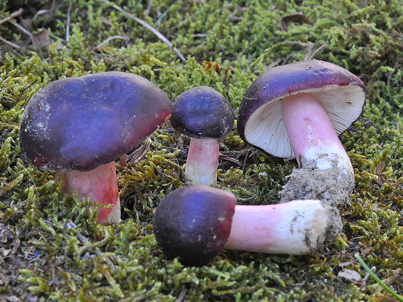 Russula fuscorubroides