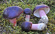 Russula fuscorubroides