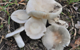 Russula galochroa