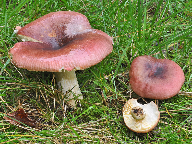 Russula graveolens