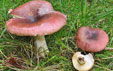 Russula graveolens