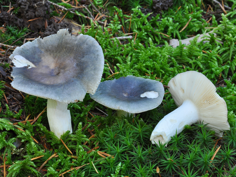 Russula grisea