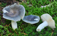 Russula grisea