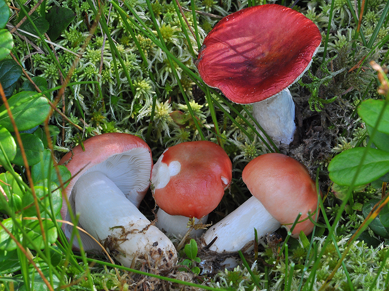 Russula griseascens