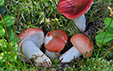 Russula griseascens