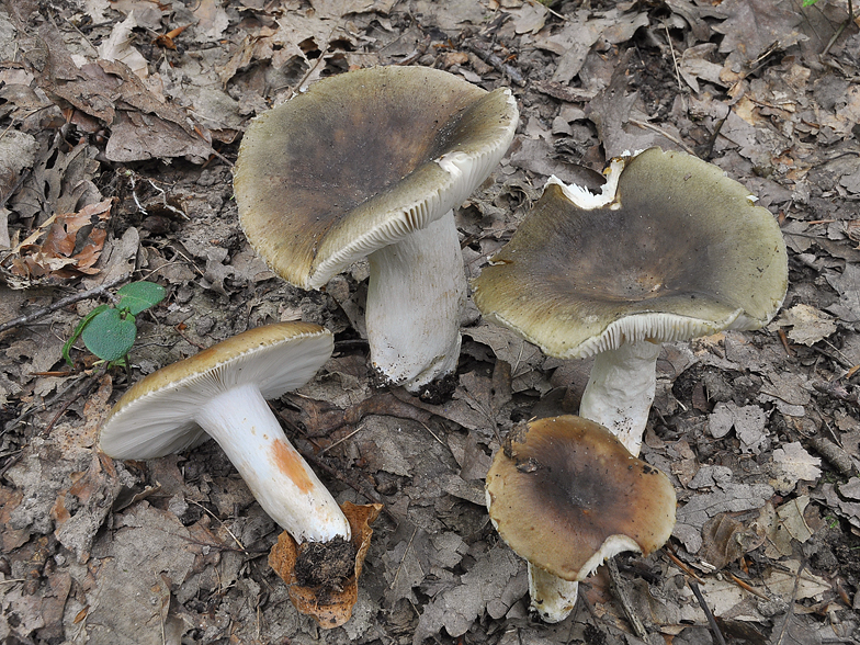 Russula heterophylla fo. adusta