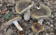 Russula heterophylla fo. adusta