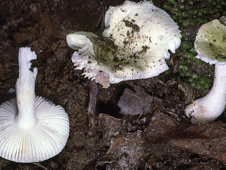 Russula innocua