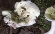 Russula innocua