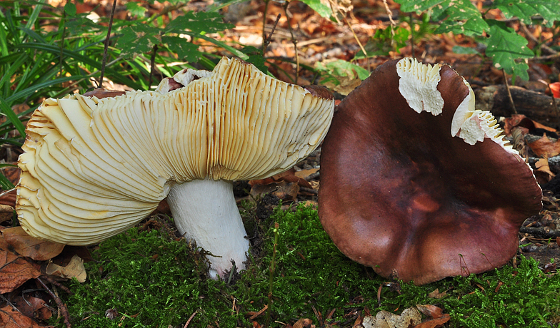 Russula integra