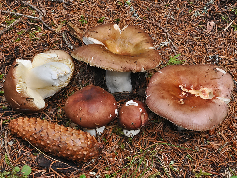 Russula integra