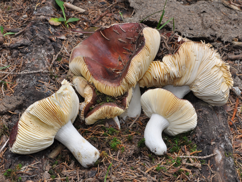 Russula integra