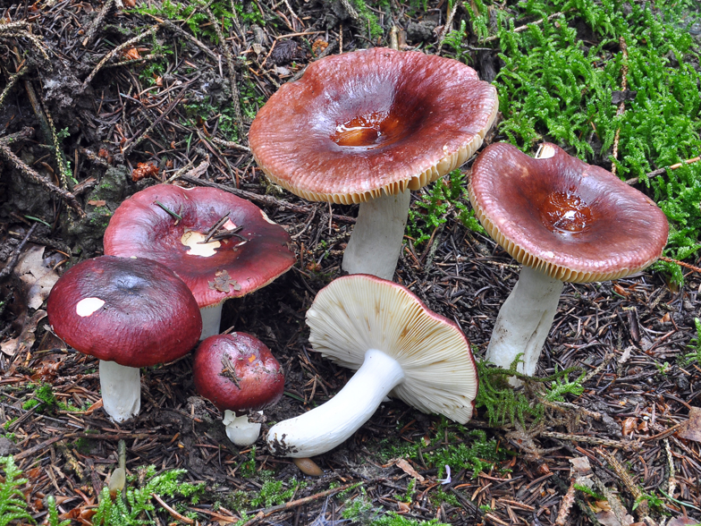 Russula integra forme purpurella