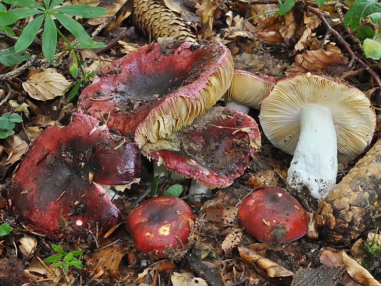 Russula integra forme purpurella