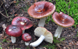 Russula integra forme purpurella